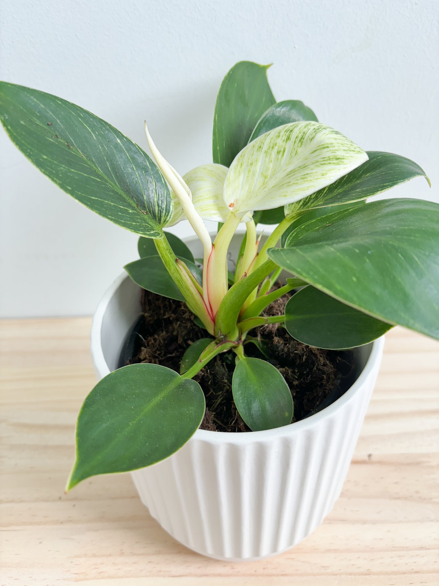 Philodendron Birkin 130mm (Plant Only)