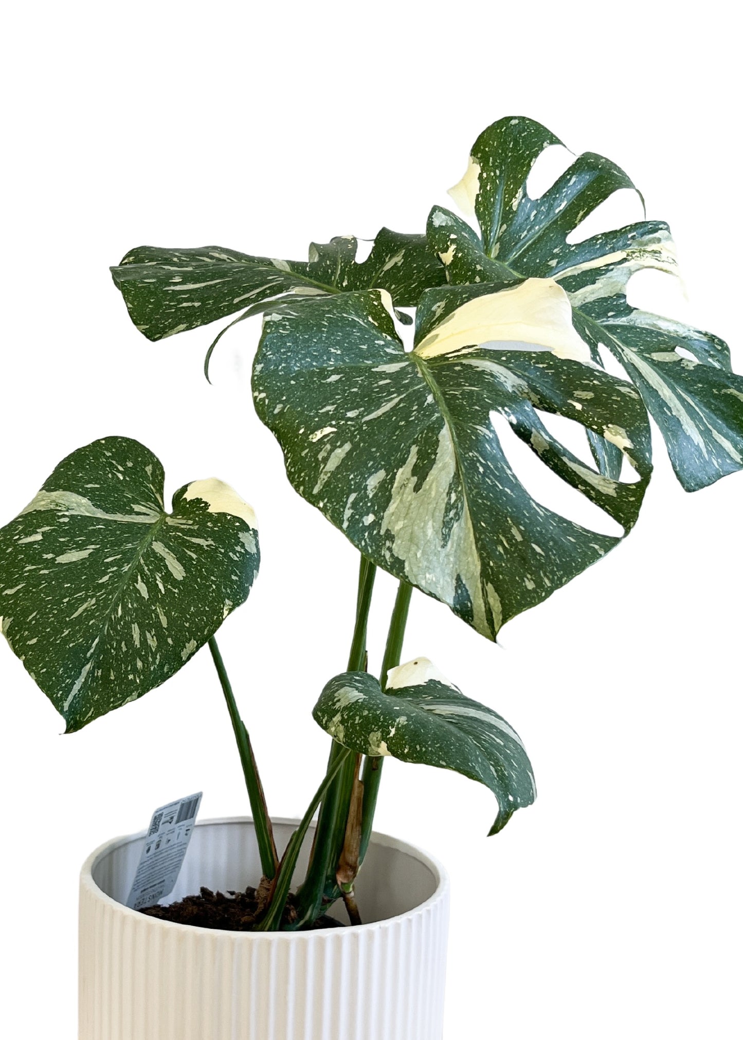 Monstera Thai Constellation 170mm (Plant Only)
