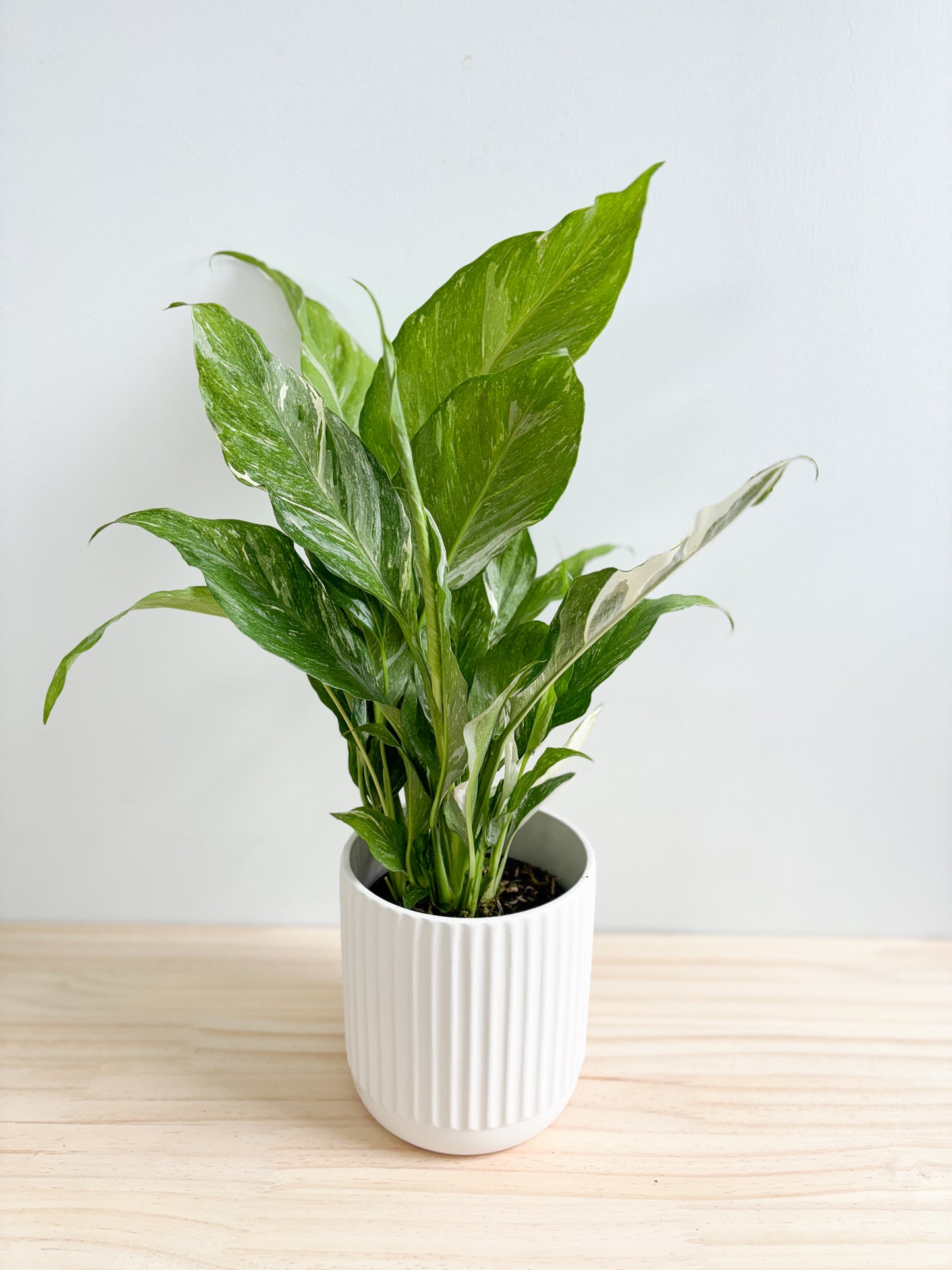 Peace Lily Domino 130mm (Plant Only)