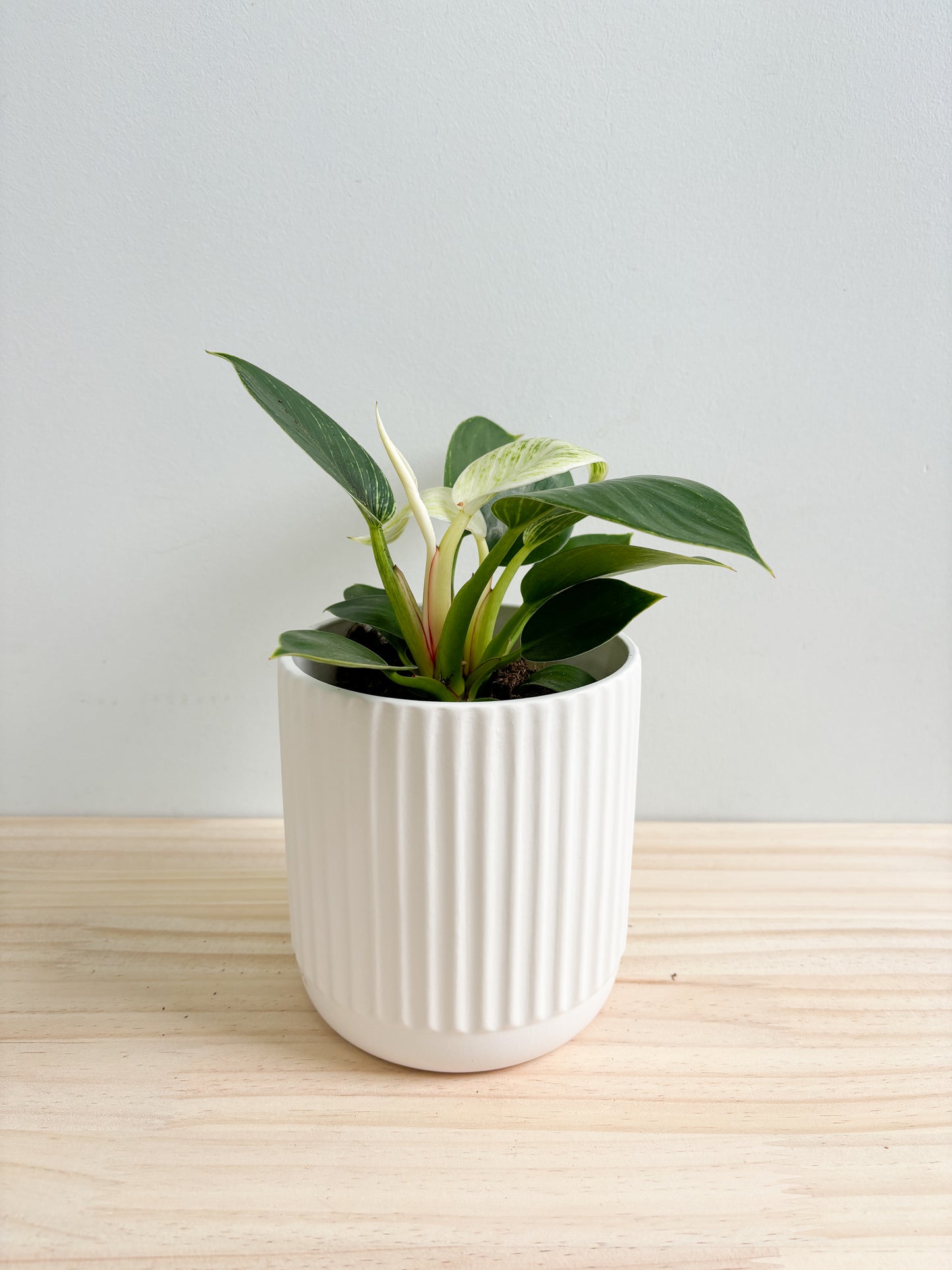 Philodendron Birkin 130mm (Plant Only)