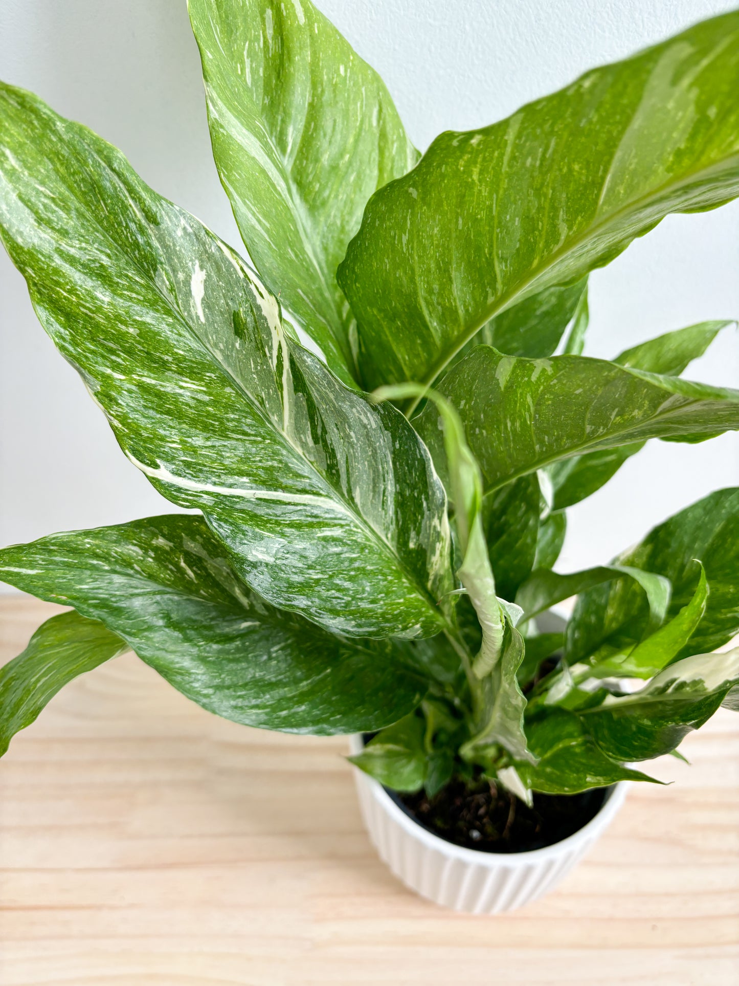 Peace Lily Domino 130mm (Plant Only)