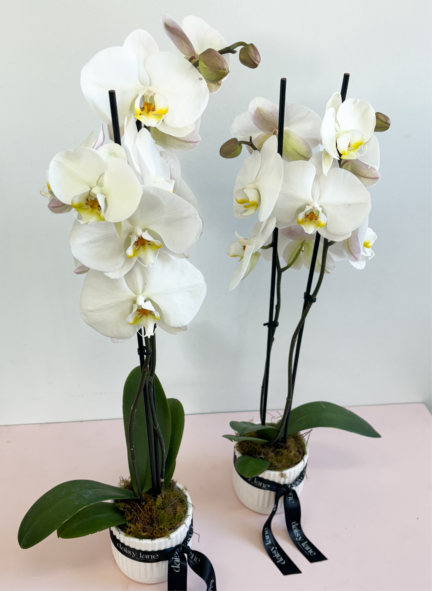 Orchid in Ceramic Pot