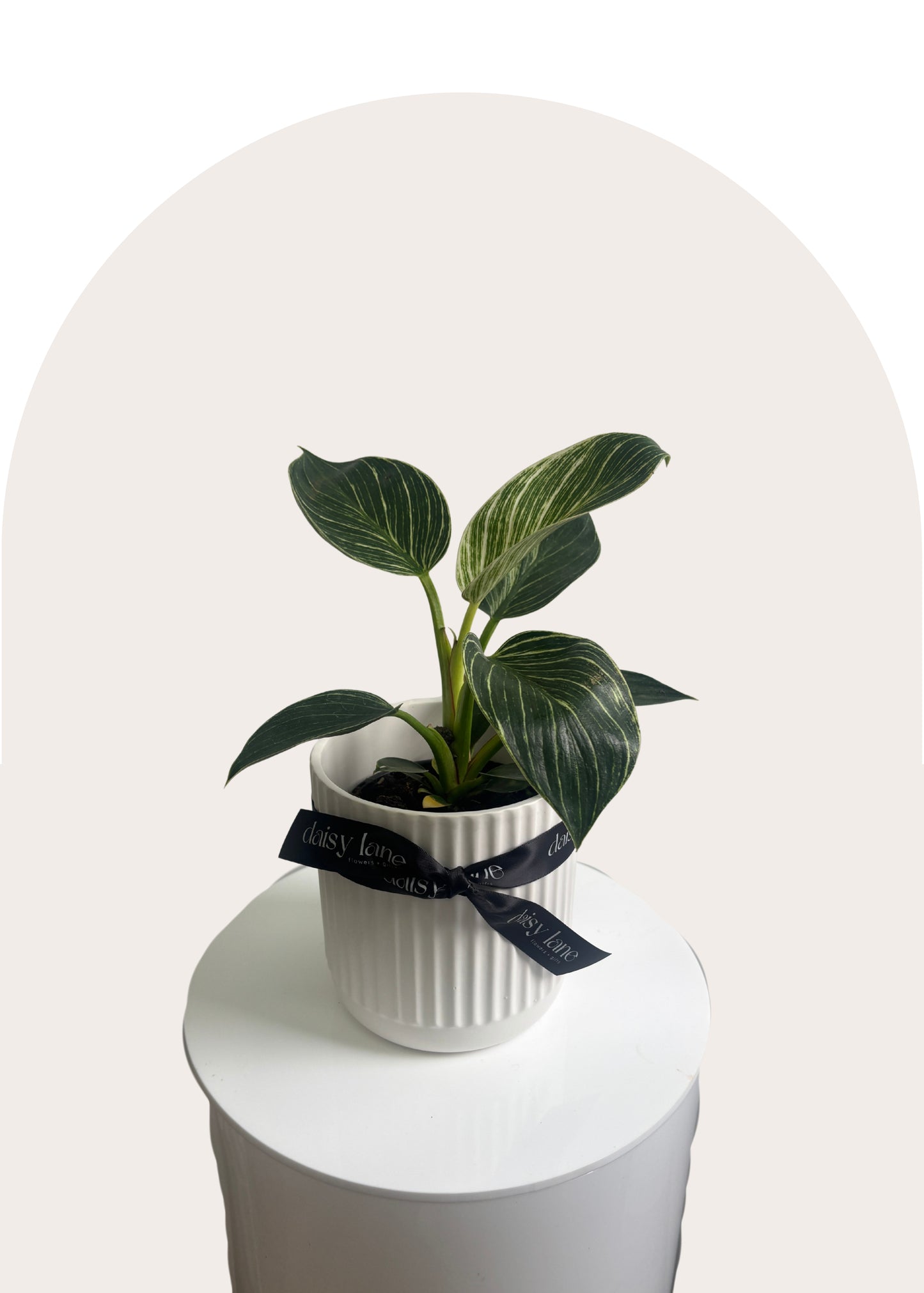 Philodendron Birkin in White Ceramic Pot
