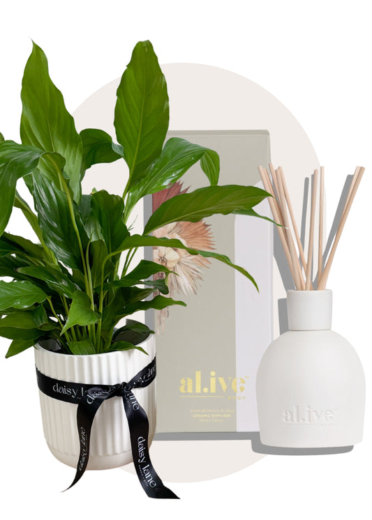 Plant + Diffuser