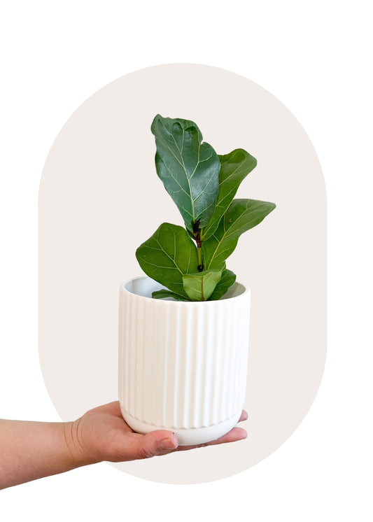 Plant Lover's Pick | Small