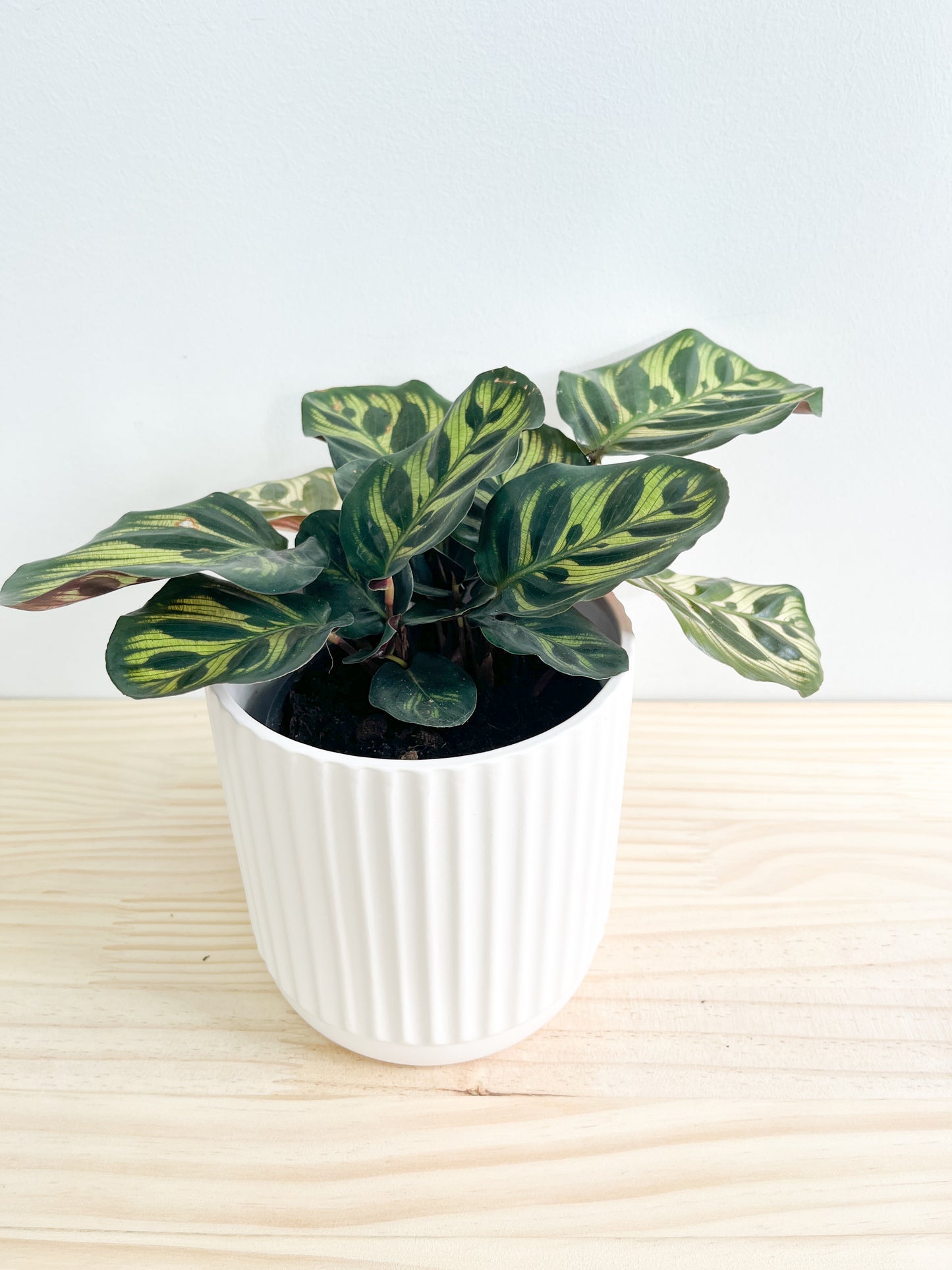 Plant Lover's Pick | Small