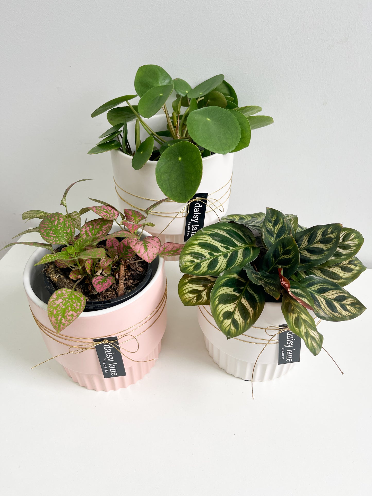 Indoor Plant in Podium Pot