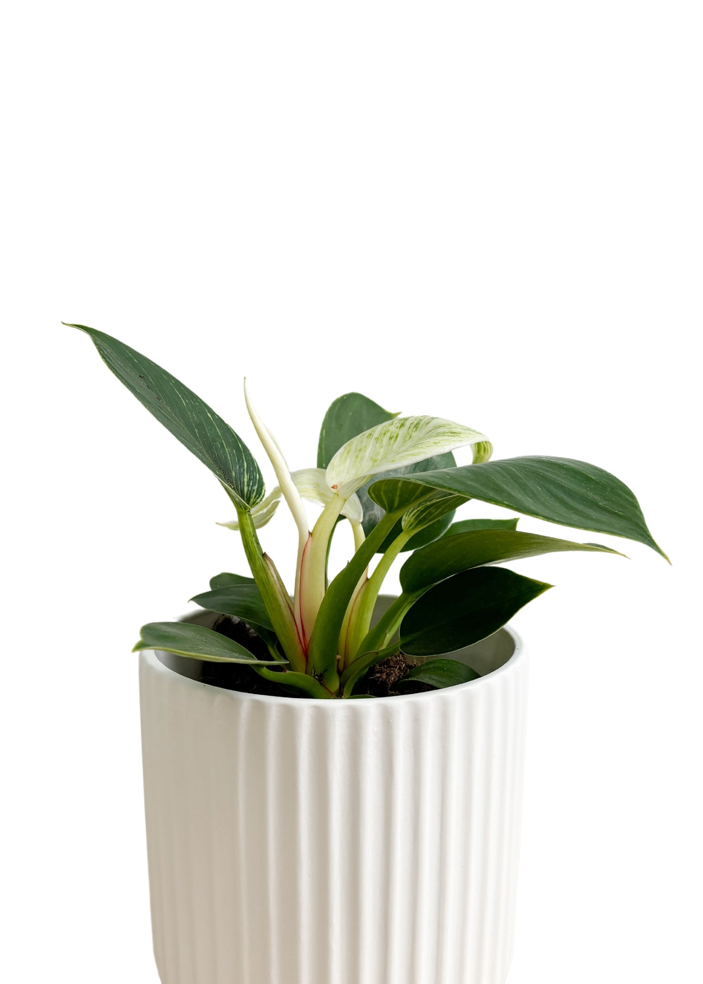 Philodendron Birkin 130mm (Plant Only)