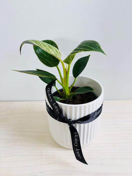 Philodendron - Birkin
