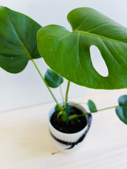 Monstera - Fruit Salad