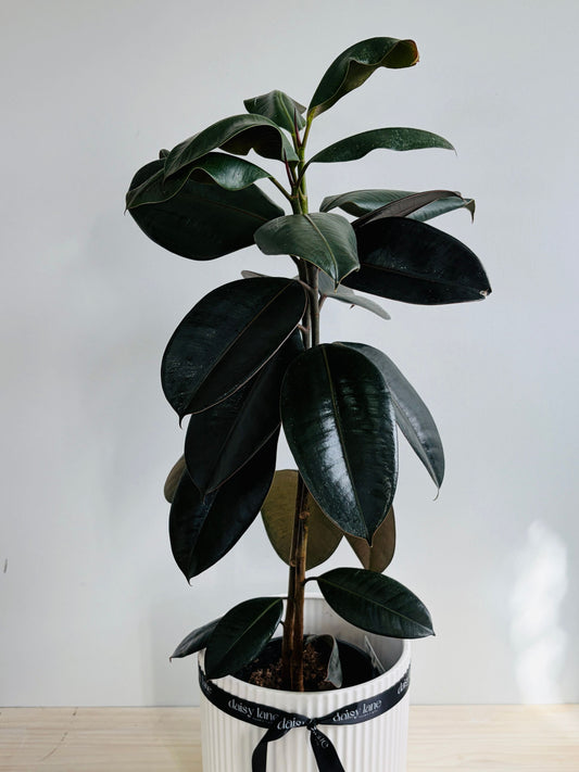 Ficus - Rubber Plant Burgundy