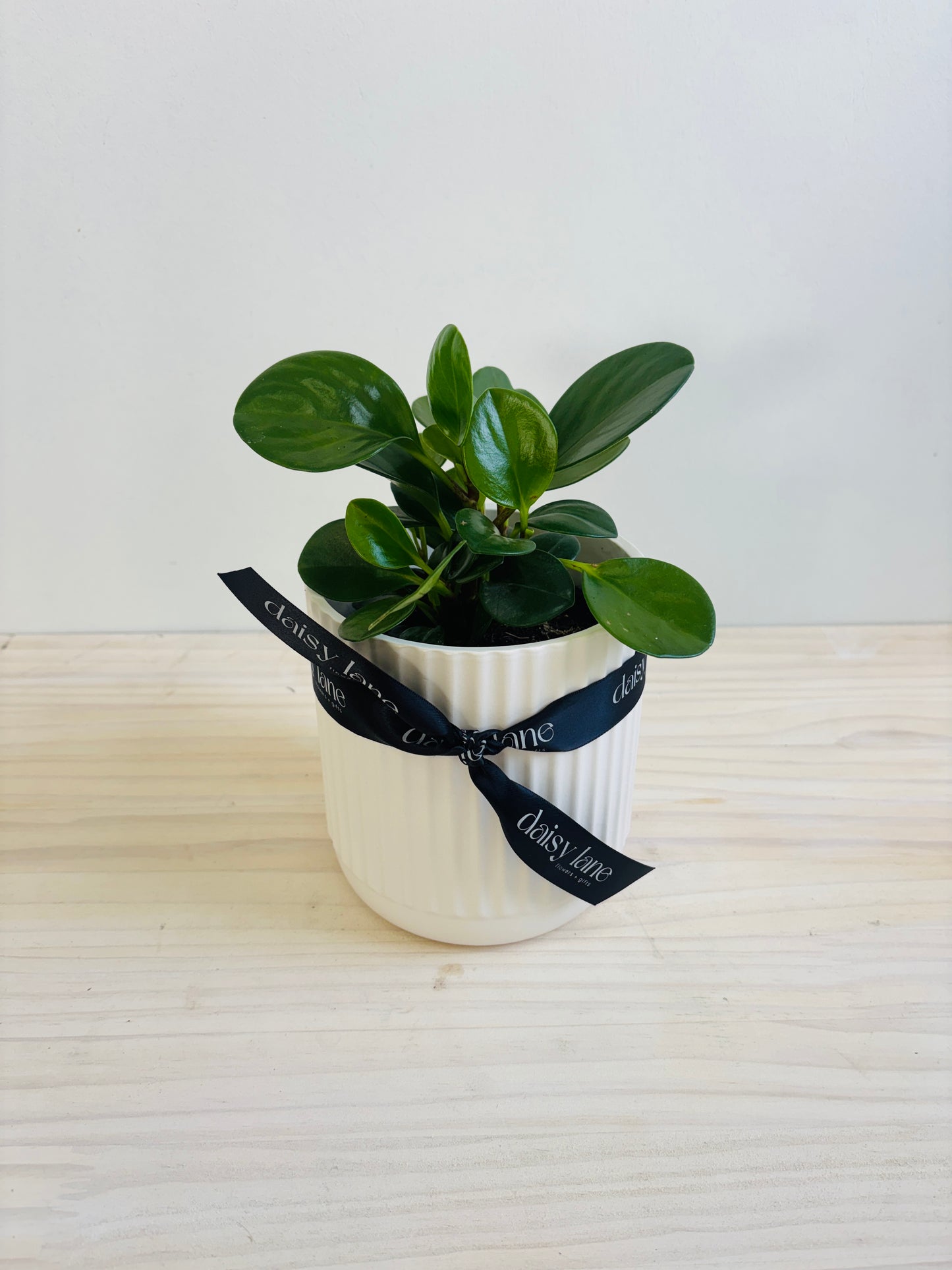 Peperomia Jade in White Ceramic Pot
