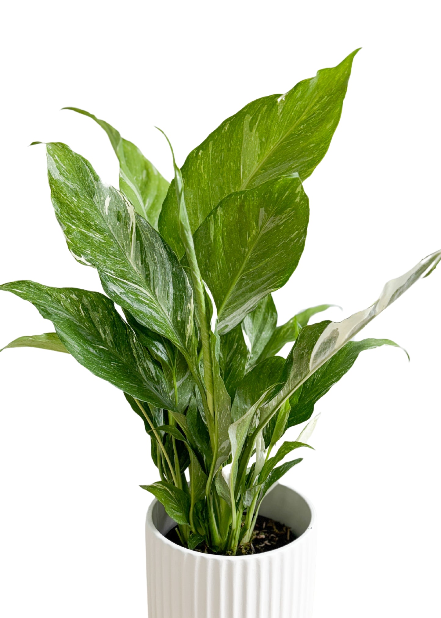 Peace Lily Domino 130mm (Plant Only)