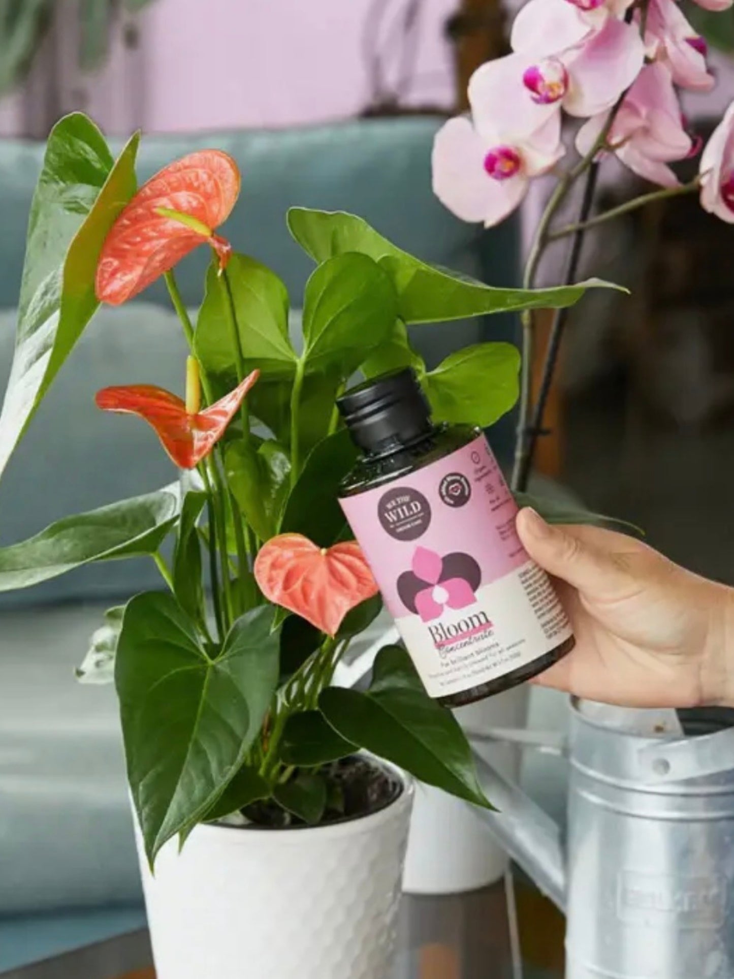 Bloom Concentrate