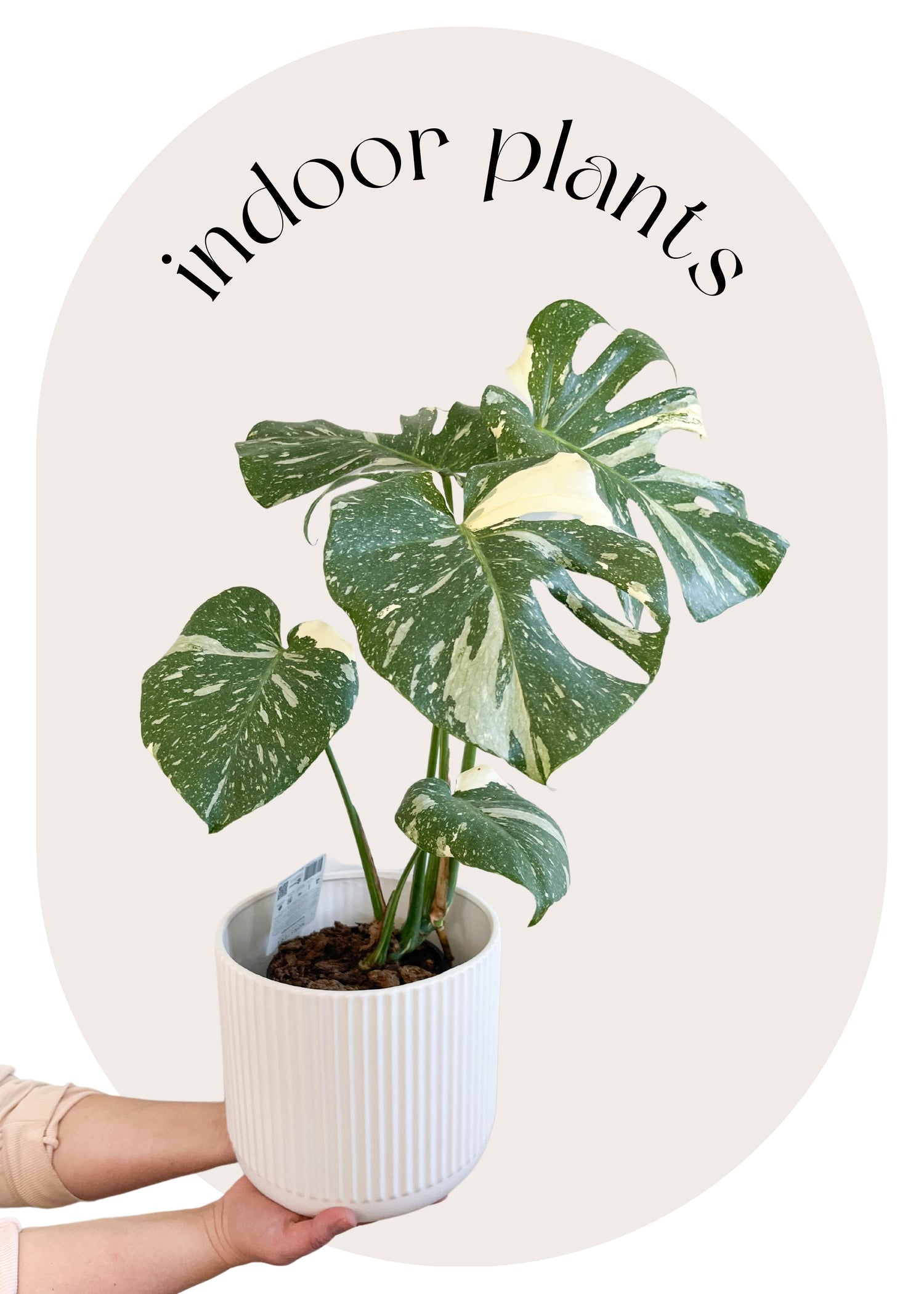 Indoor Plants