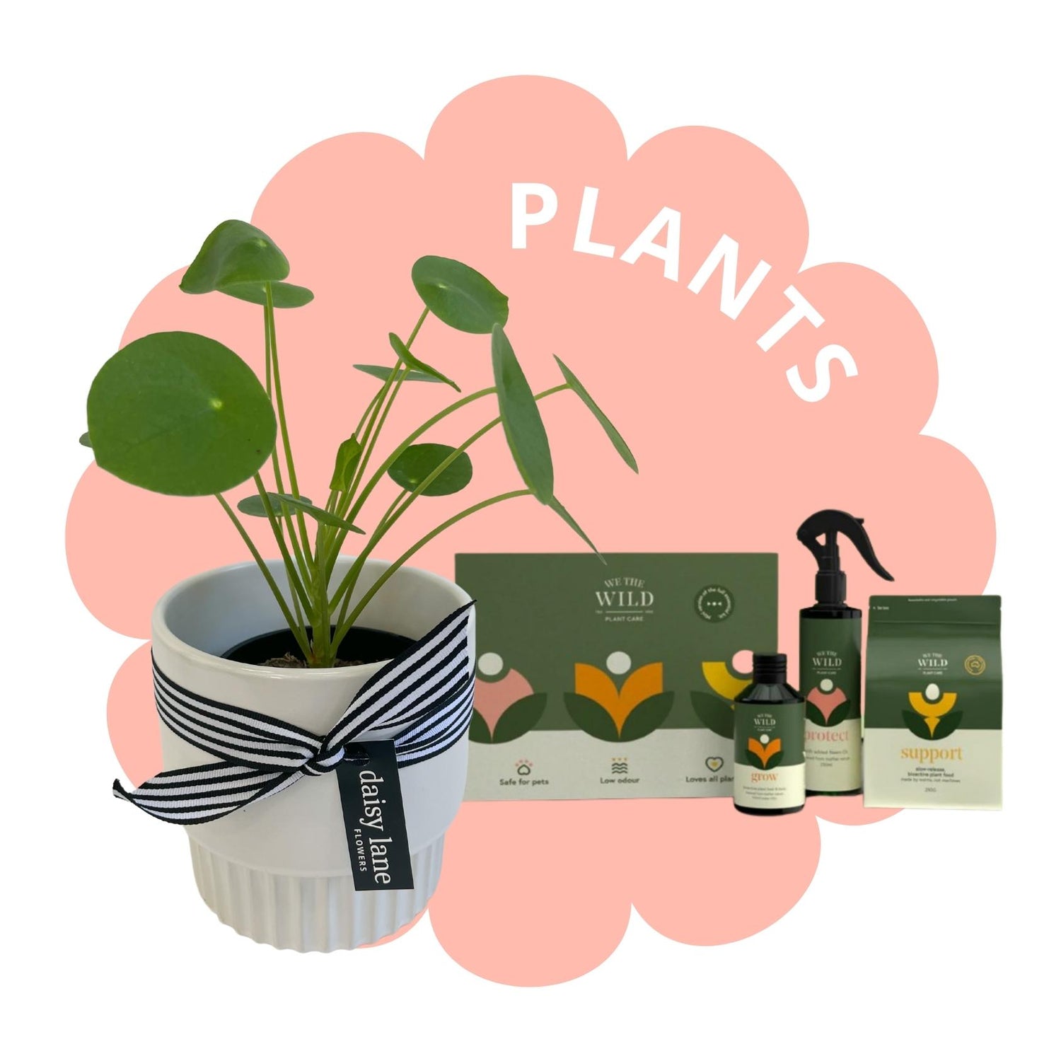 Plants + Plant Care