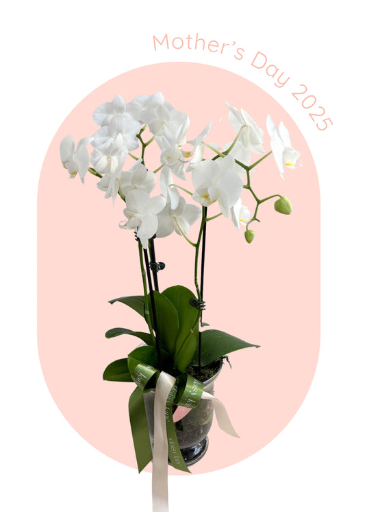 Orchid in Glass Vase
