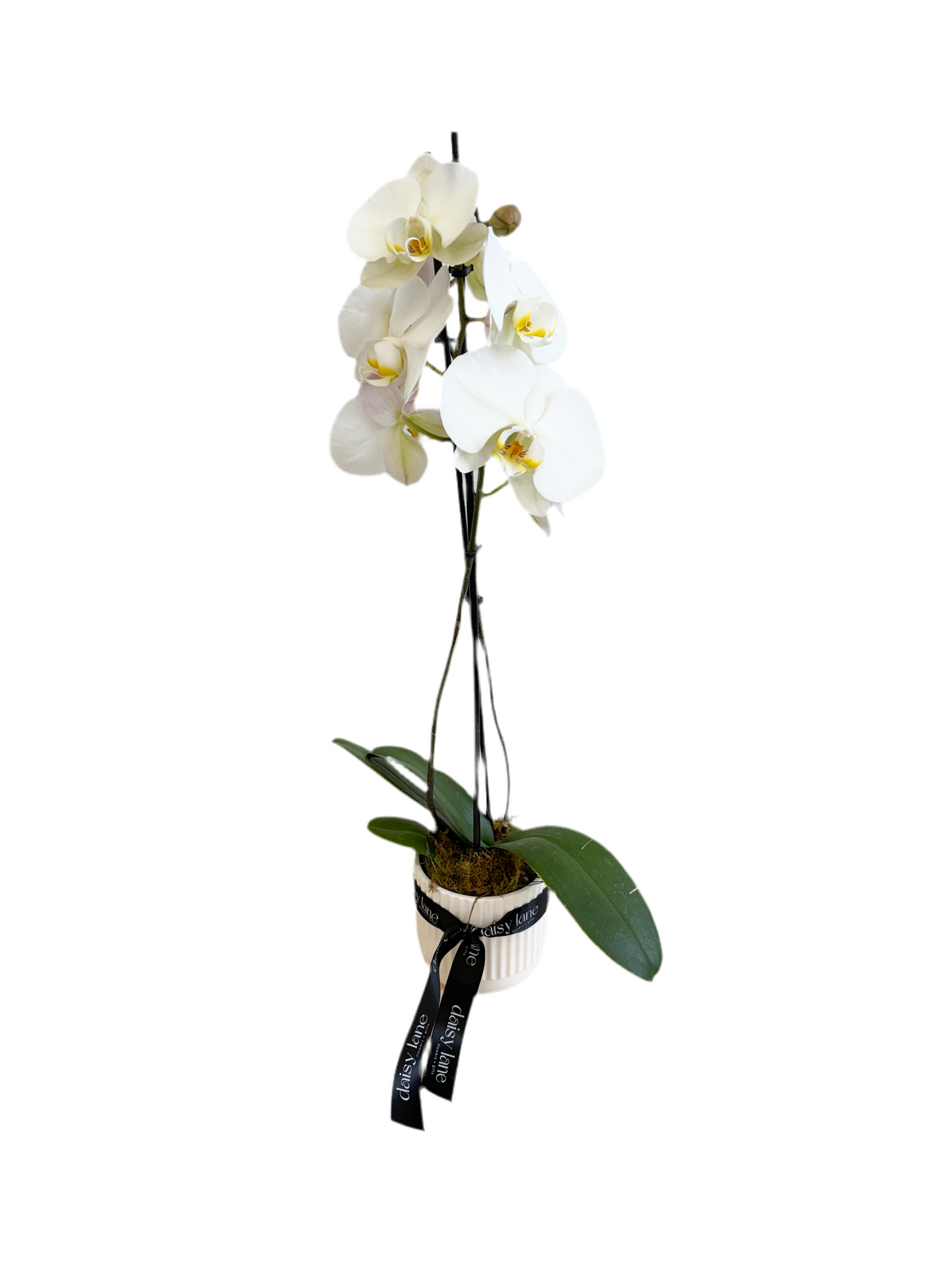 Orchid in Ceramic Pot
