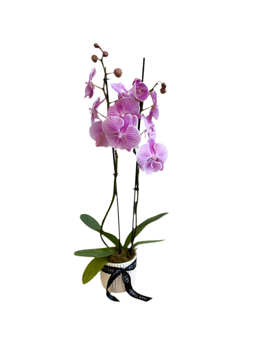 Orchid in Ceramic Pot