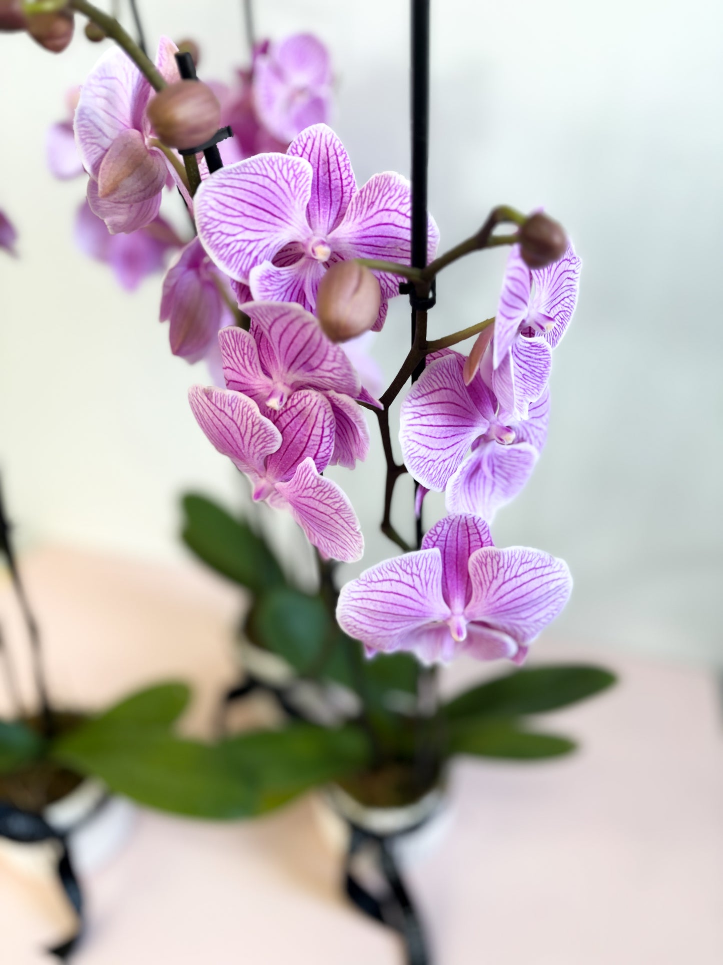 Orchid in Ceramic Pot