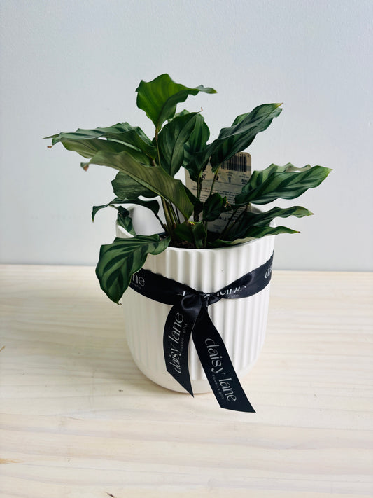 Calathea Freddy 130mm
