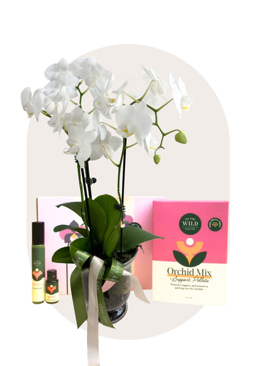 Orchid + Care Kit