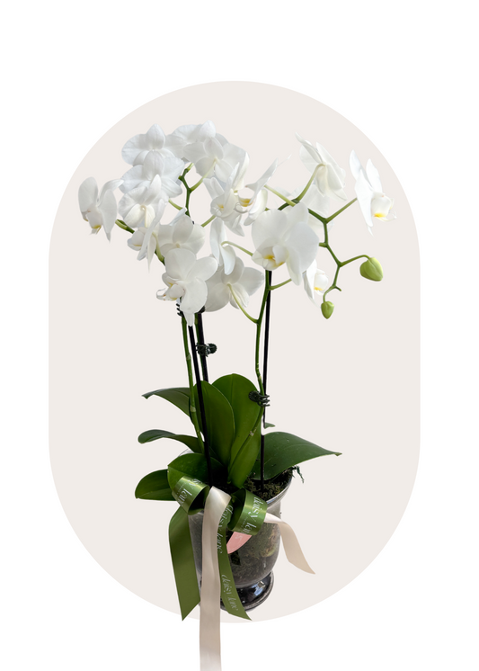 Orchid in Glass Vase