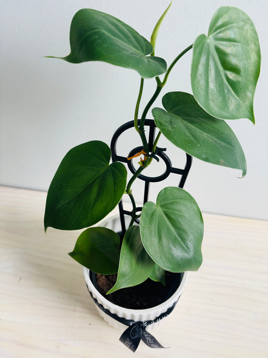 Heart Leaf Philodendron