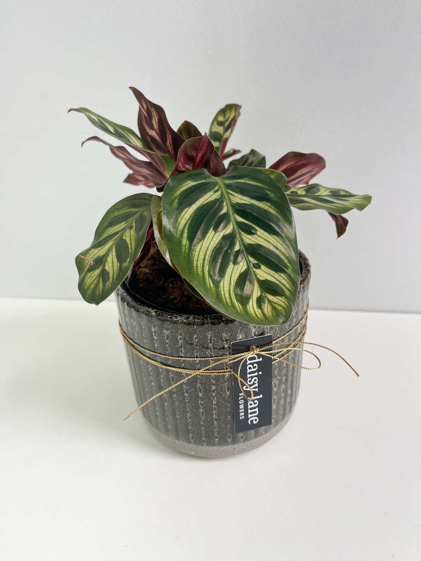 Indoor Plant in Glazed Pot