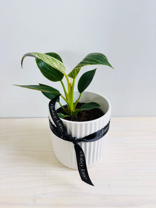 Philodendron - Birkin