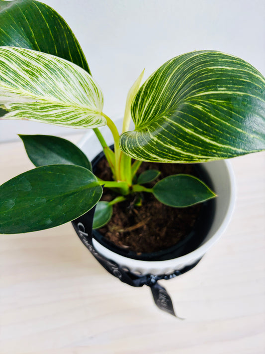 Philodendron - Birkin