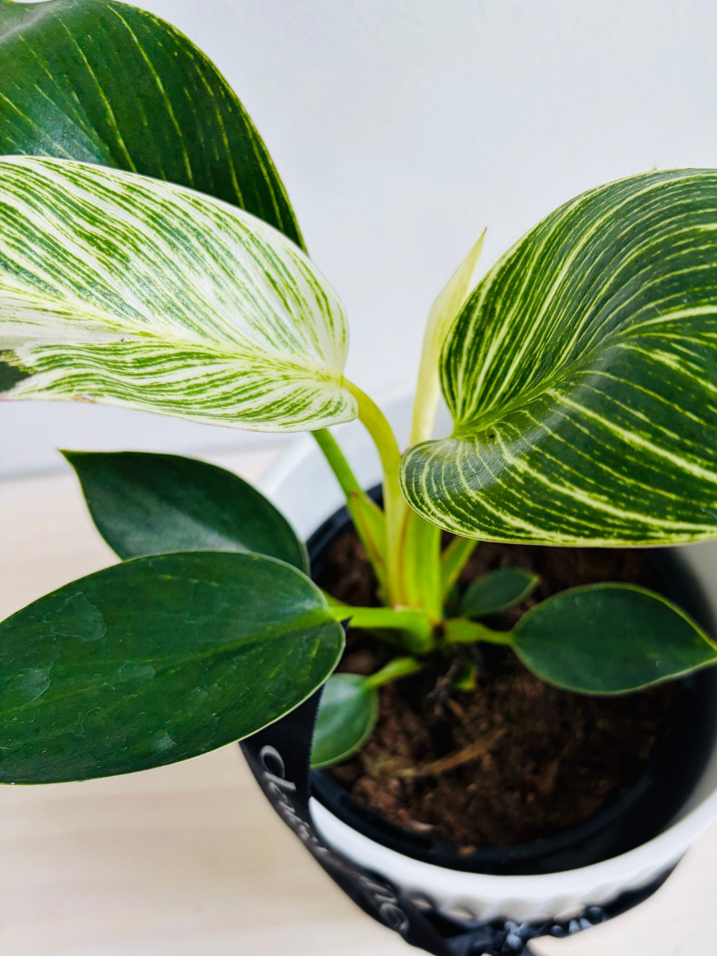 Philodendron - Birkin