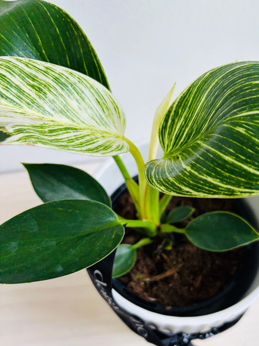 Philodendron - Birkin