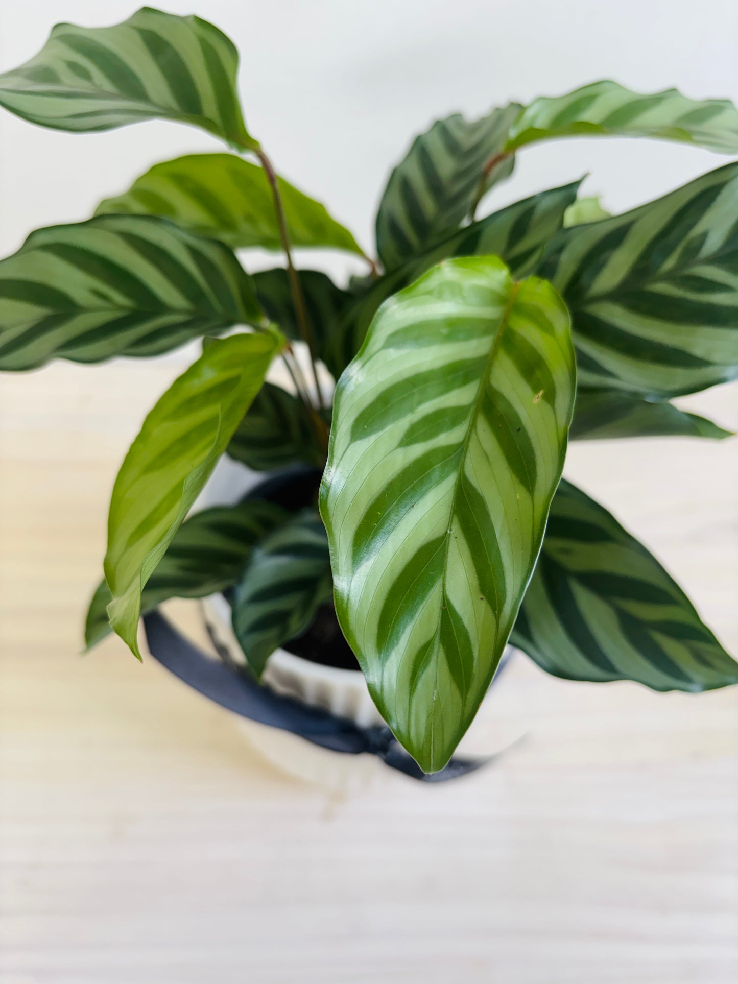 Calathea - Freddy