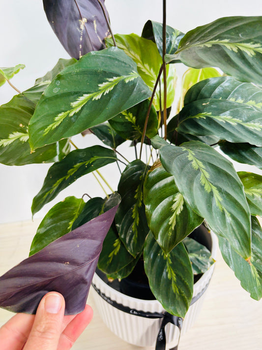 Calathea - Maui Queen