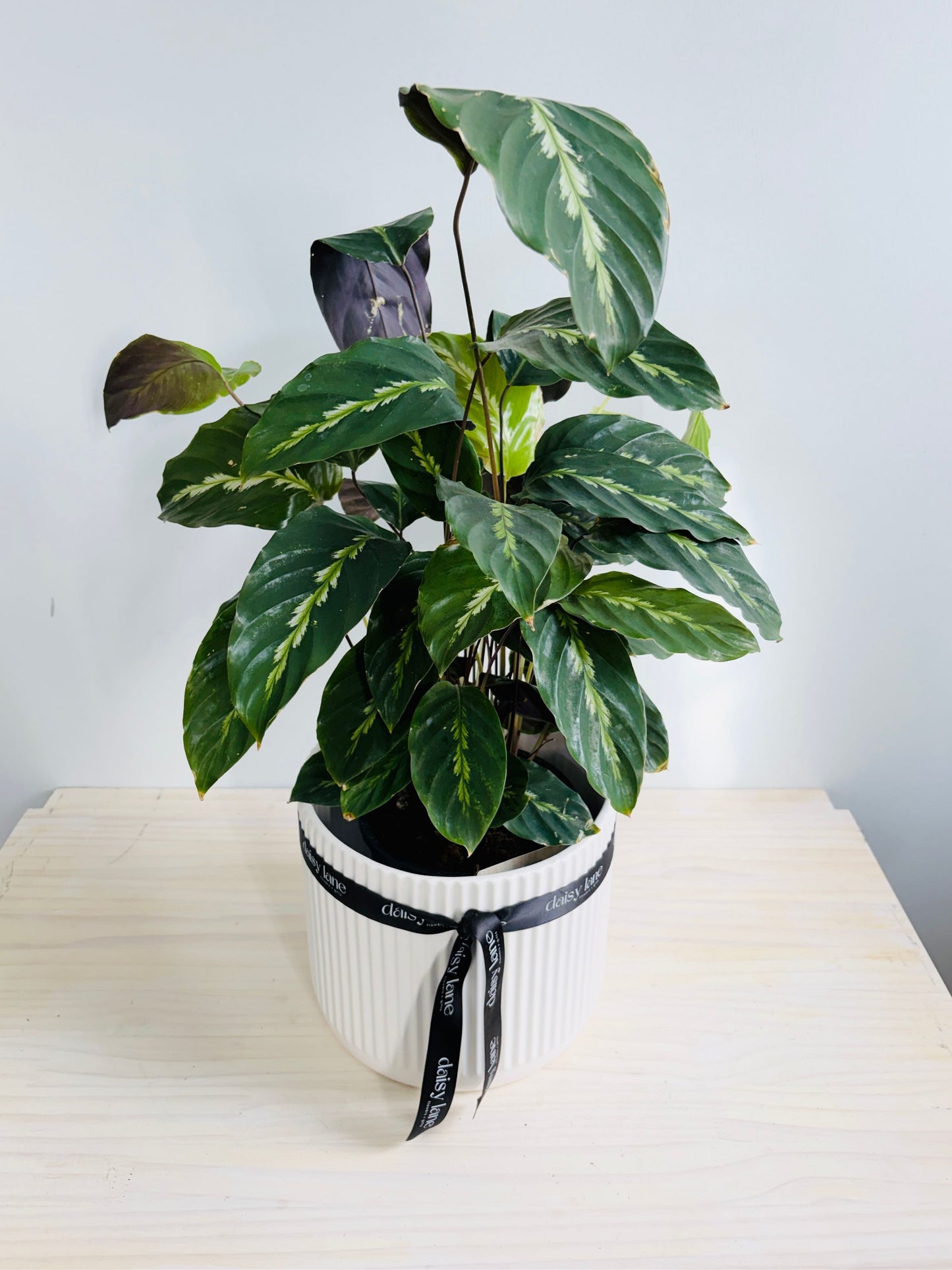 Calathea - Maui Queen