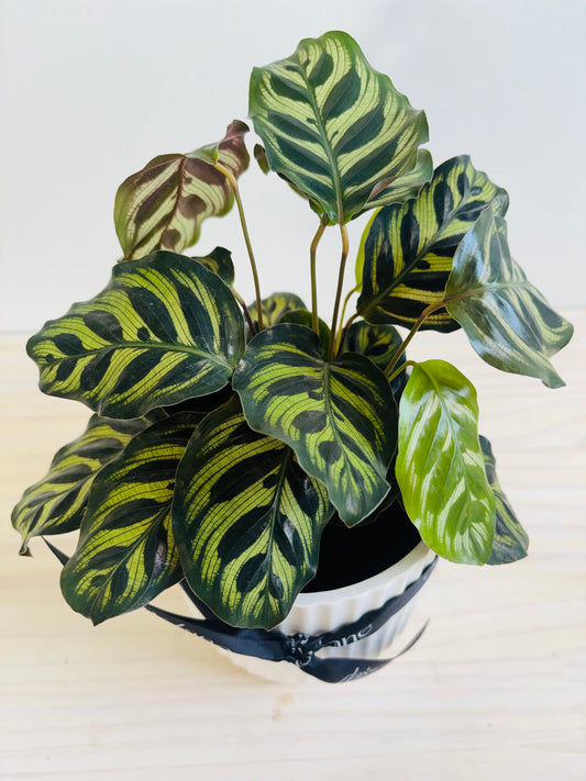Calathea Makoyana - Peacock