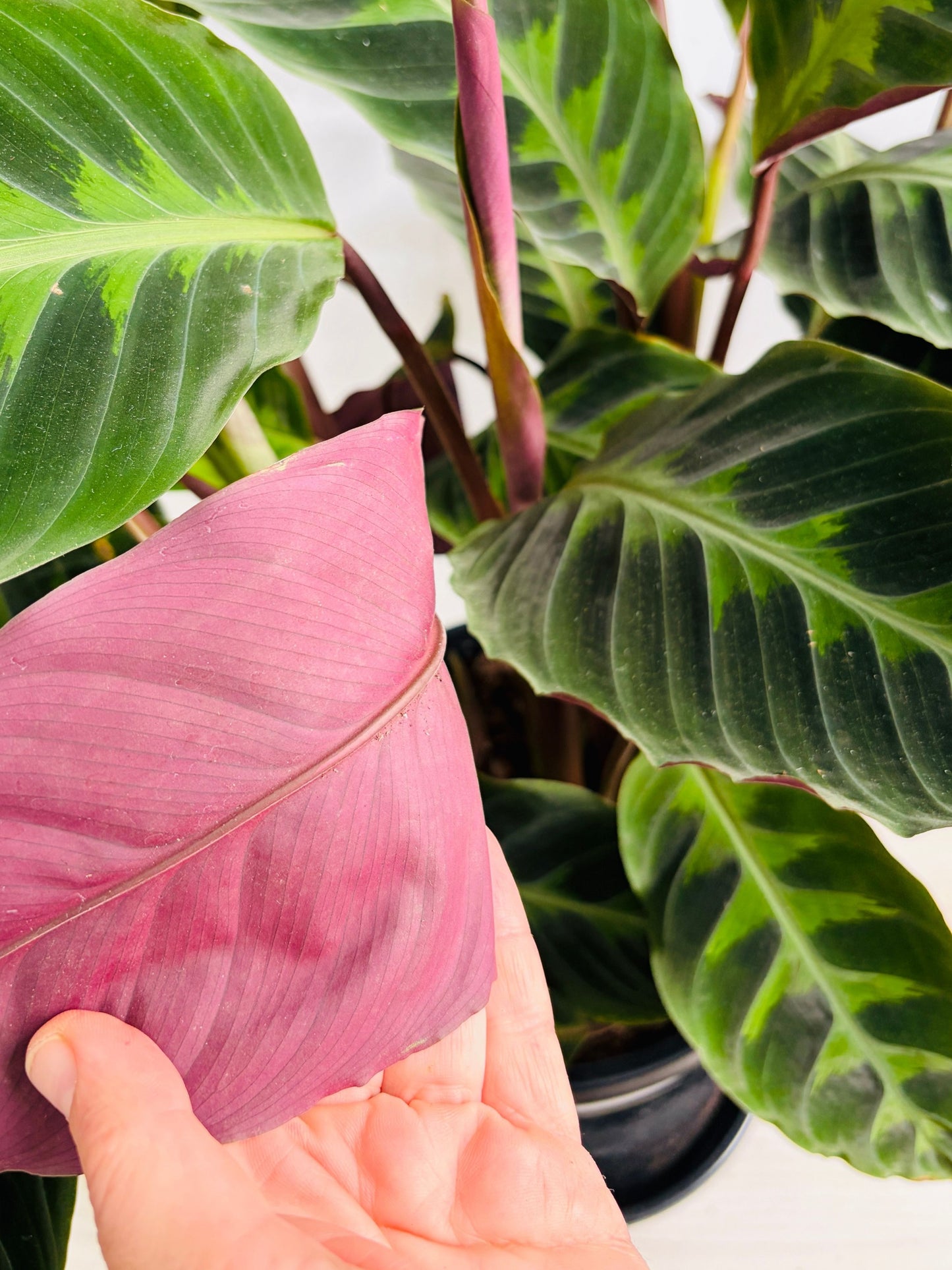 Calathea - Warscewiczii