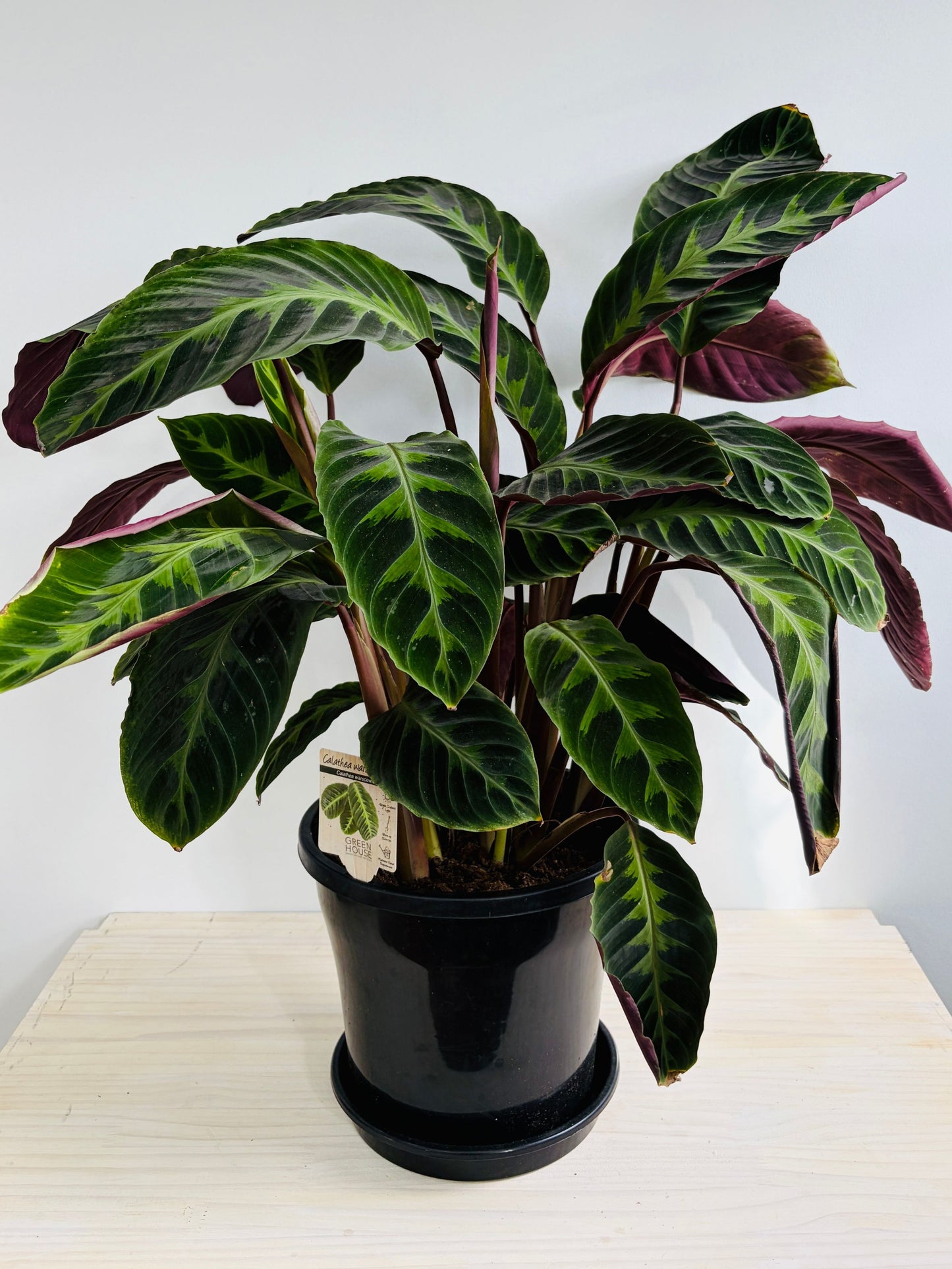 Calathea - Warscewiczii