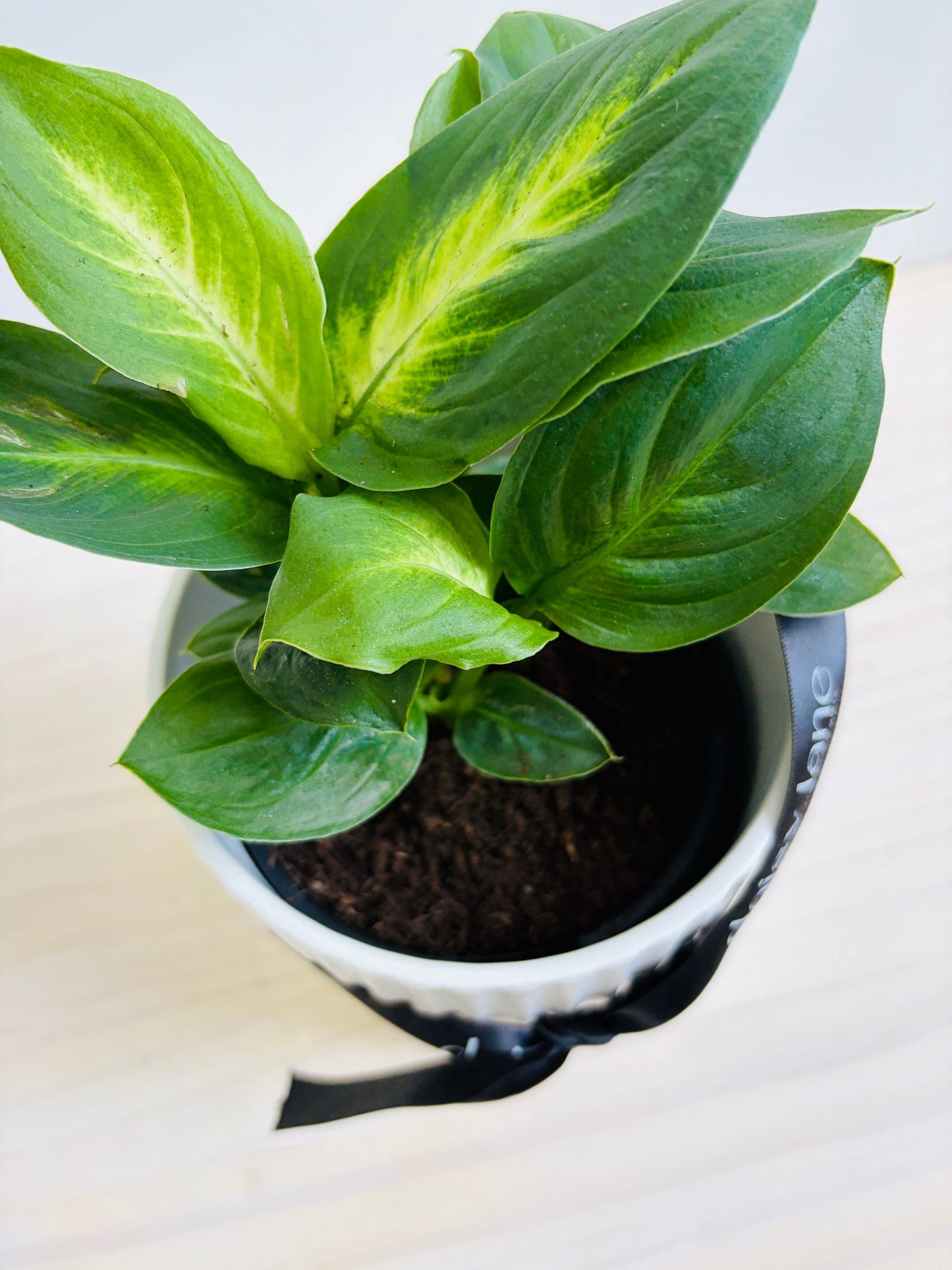 Dieffenbachia - Cool Beauty