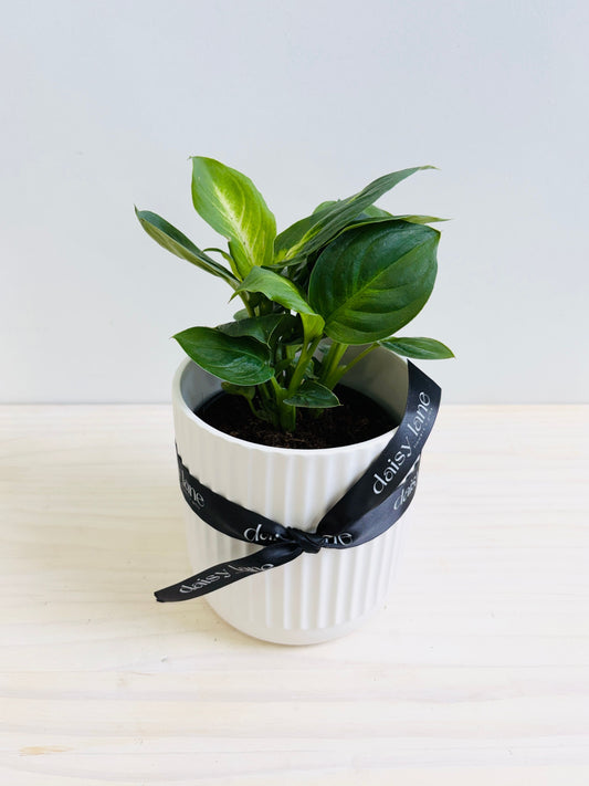 Dieffenbachia - Cool Beauty