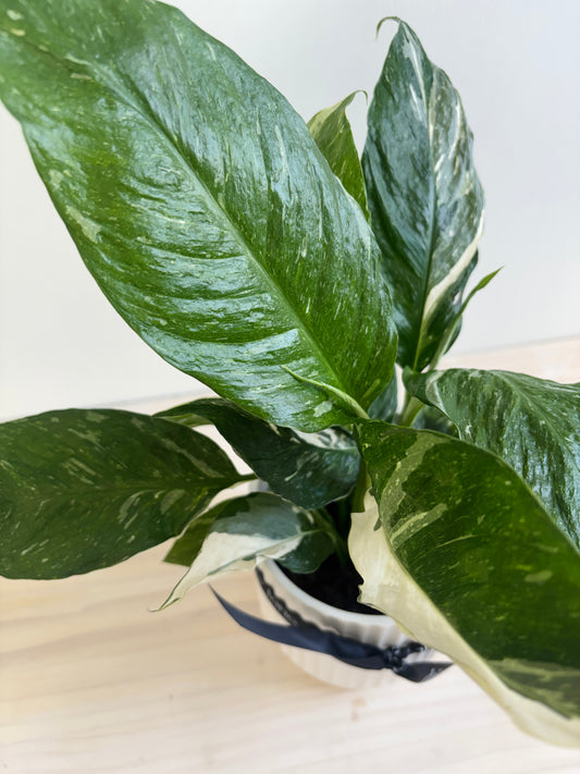 Spathiphyllum - Domino