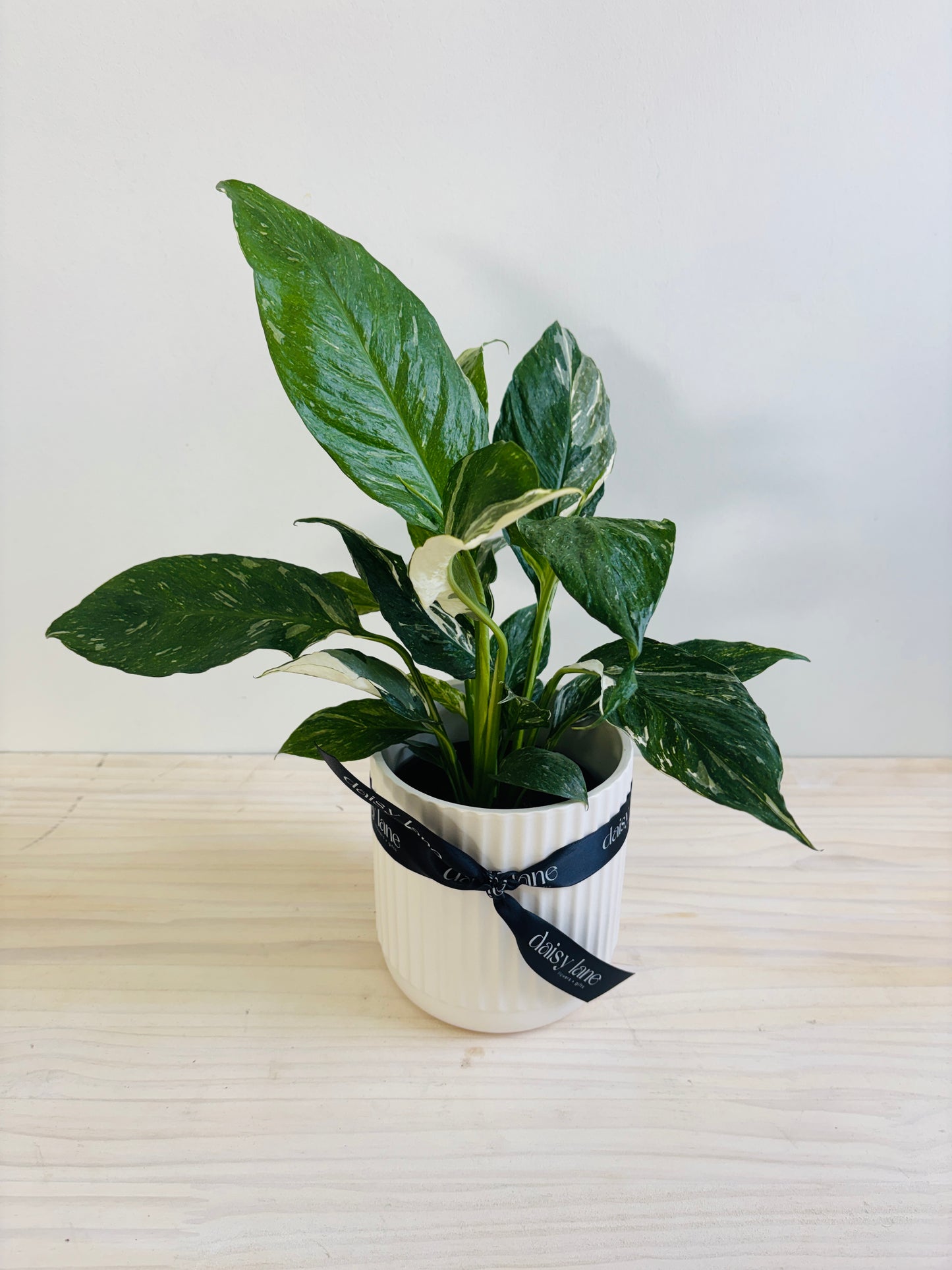 Spathiphyllum - Domino