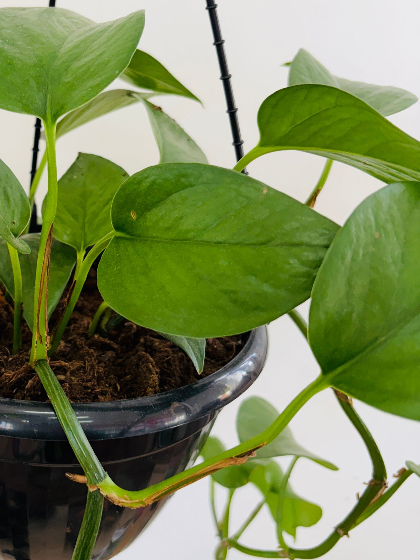Epipremnum - Green Dragon