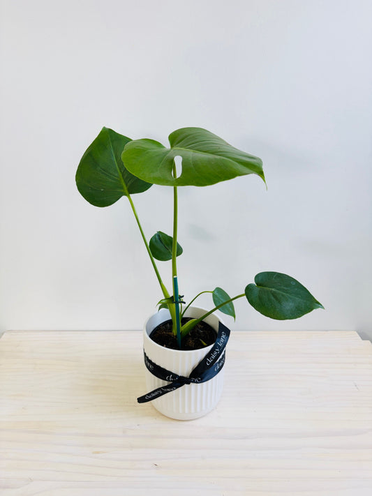 Monstera - Fruit Salad