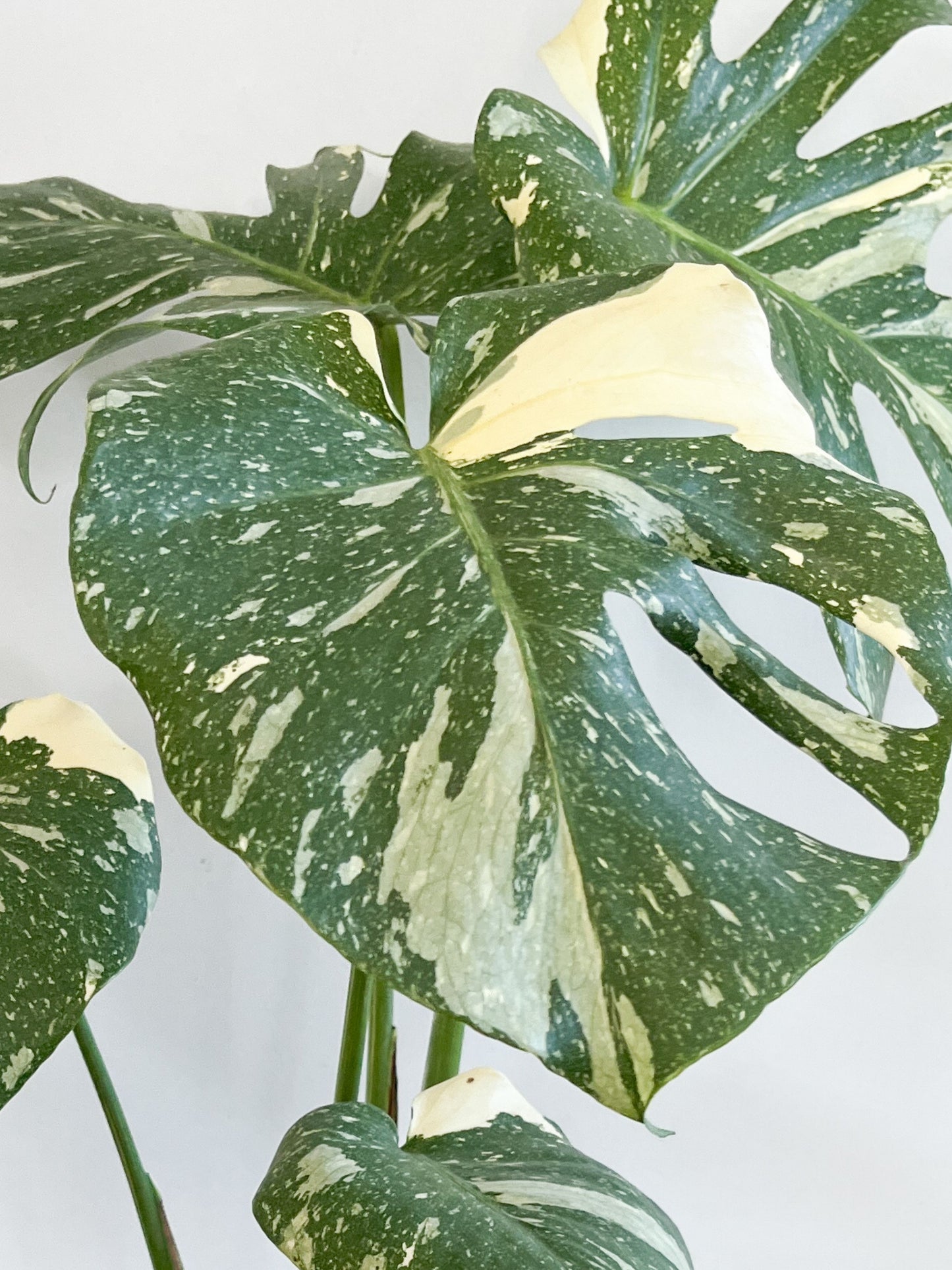 Monstera - Thai Constellation