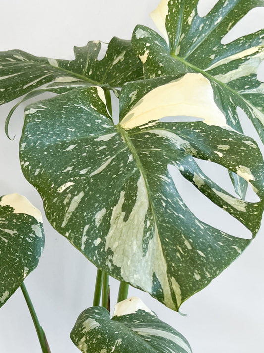Monstera - Thai Constellation