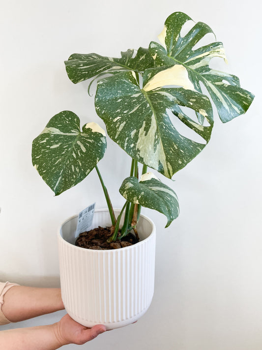 Monstera - Thai Constellation