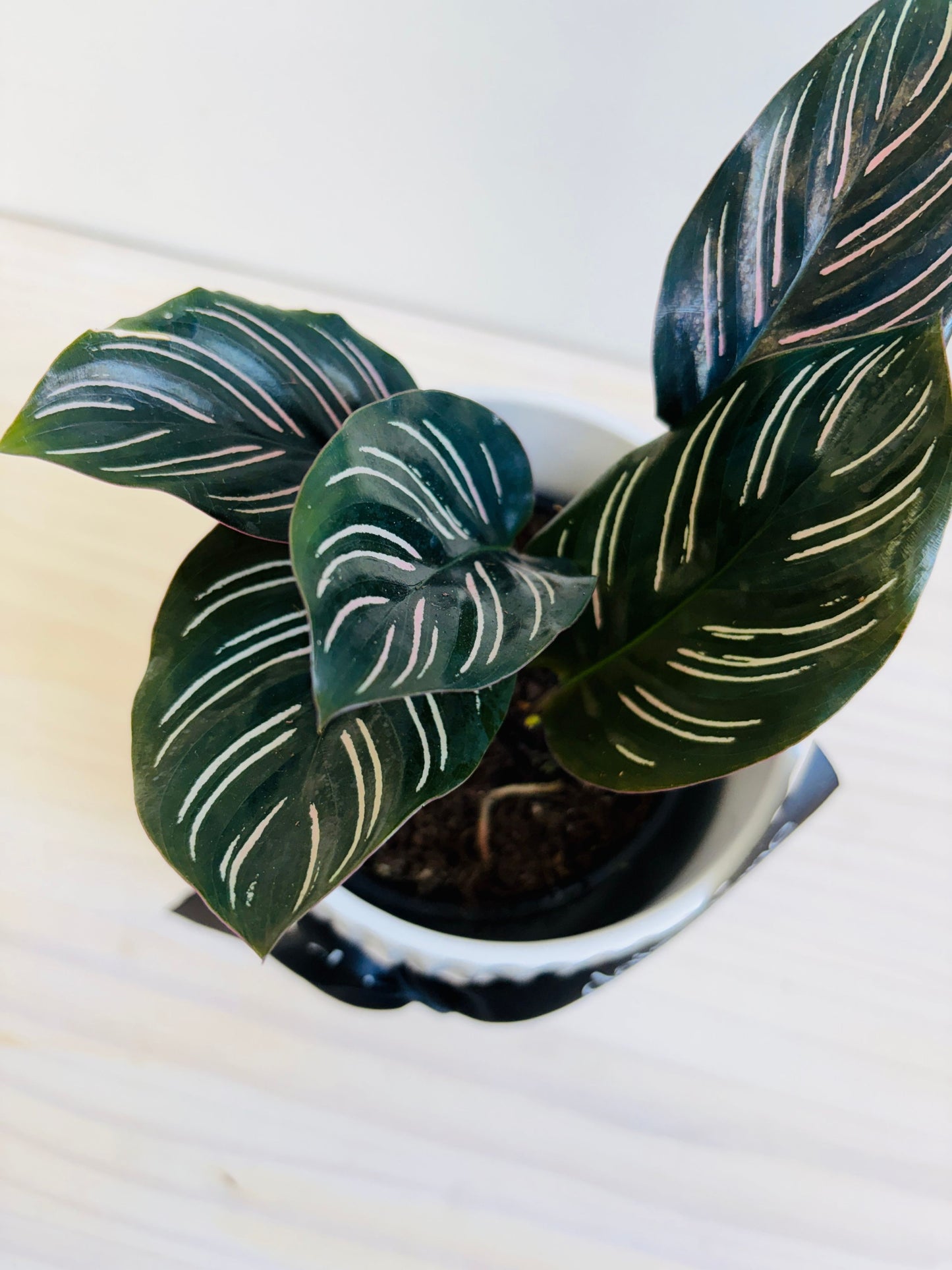 Calathea Ornata - Pin Stripe