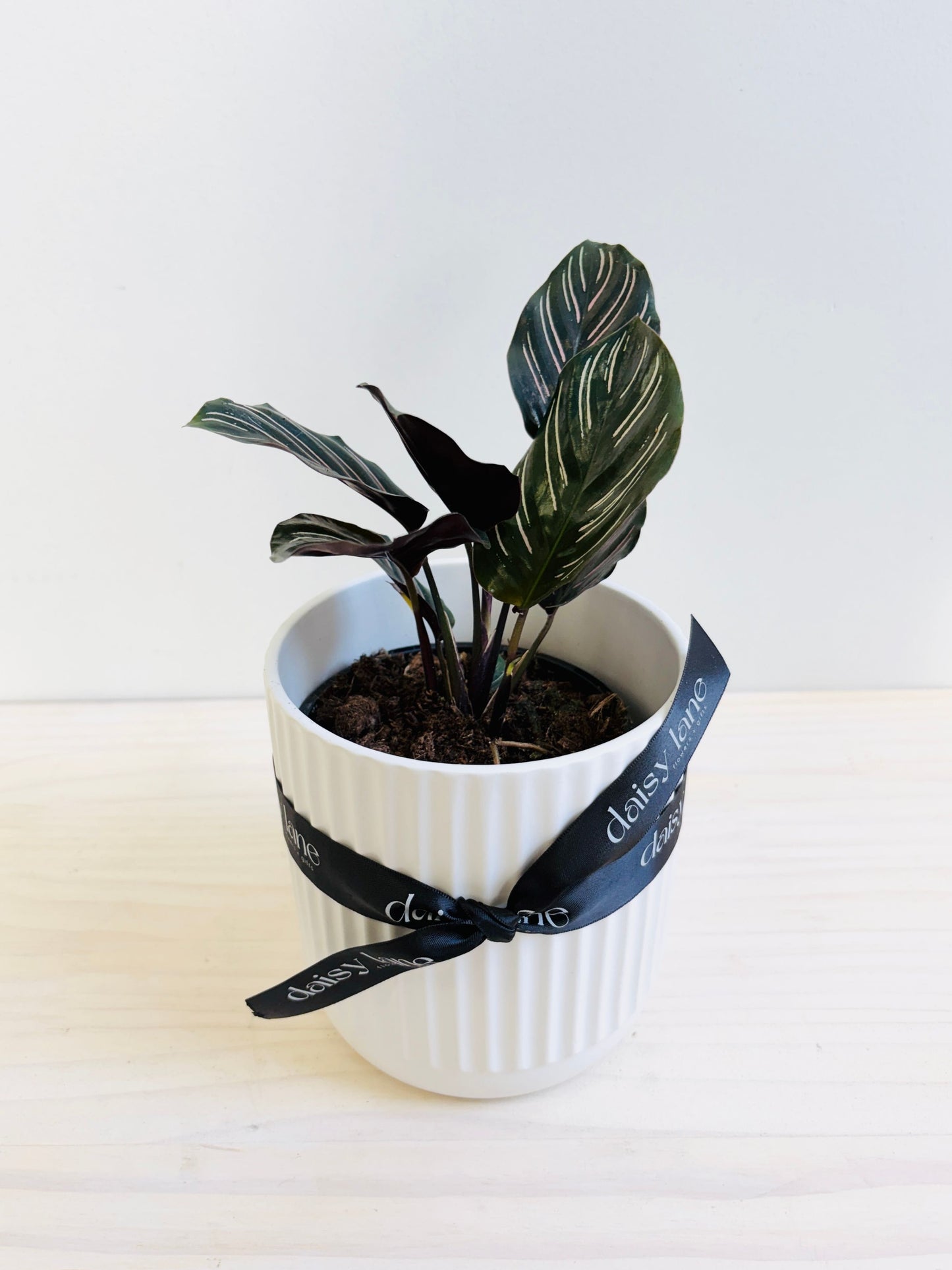 Calathea Ornata - Pin Stripe